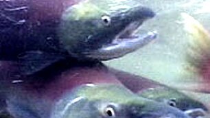 bc-090909-sockeye_cbc