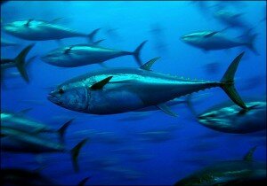bluefin-tuna