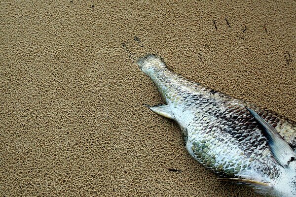 SS_louisiana_slideshow_fish