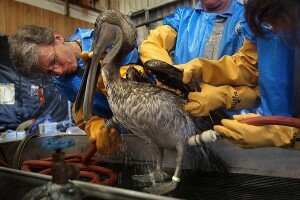 SS_louisiana_slideshow_washing_bird