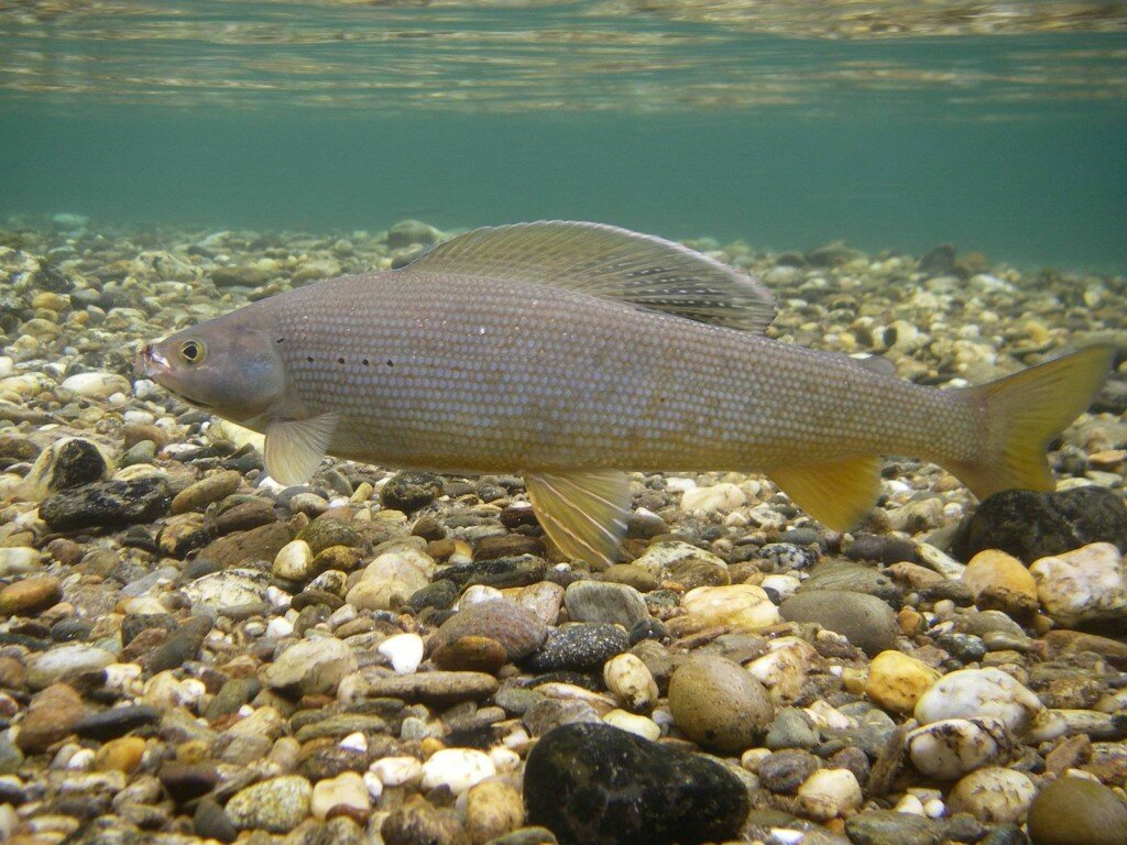 Underwater_Arctic_Grayling