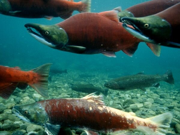 sockeye-salmon_715_600x450