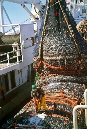 pollock trawl
