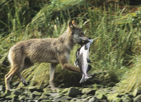 080903-wolves-salmon_big