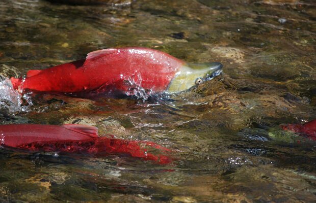 Vancouver Sun Riddell article