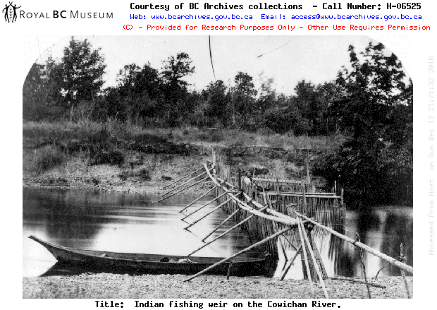 Cowichan fishing weir_1900s