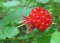 red Salmonberry12