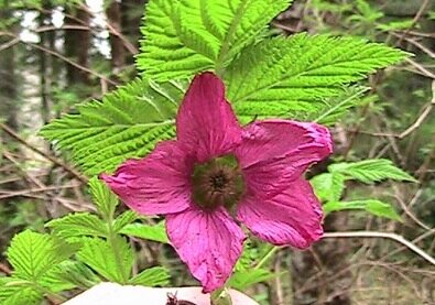 salmonberry-bush-april1