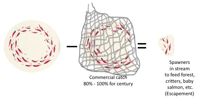 sockeye circle commercial with net