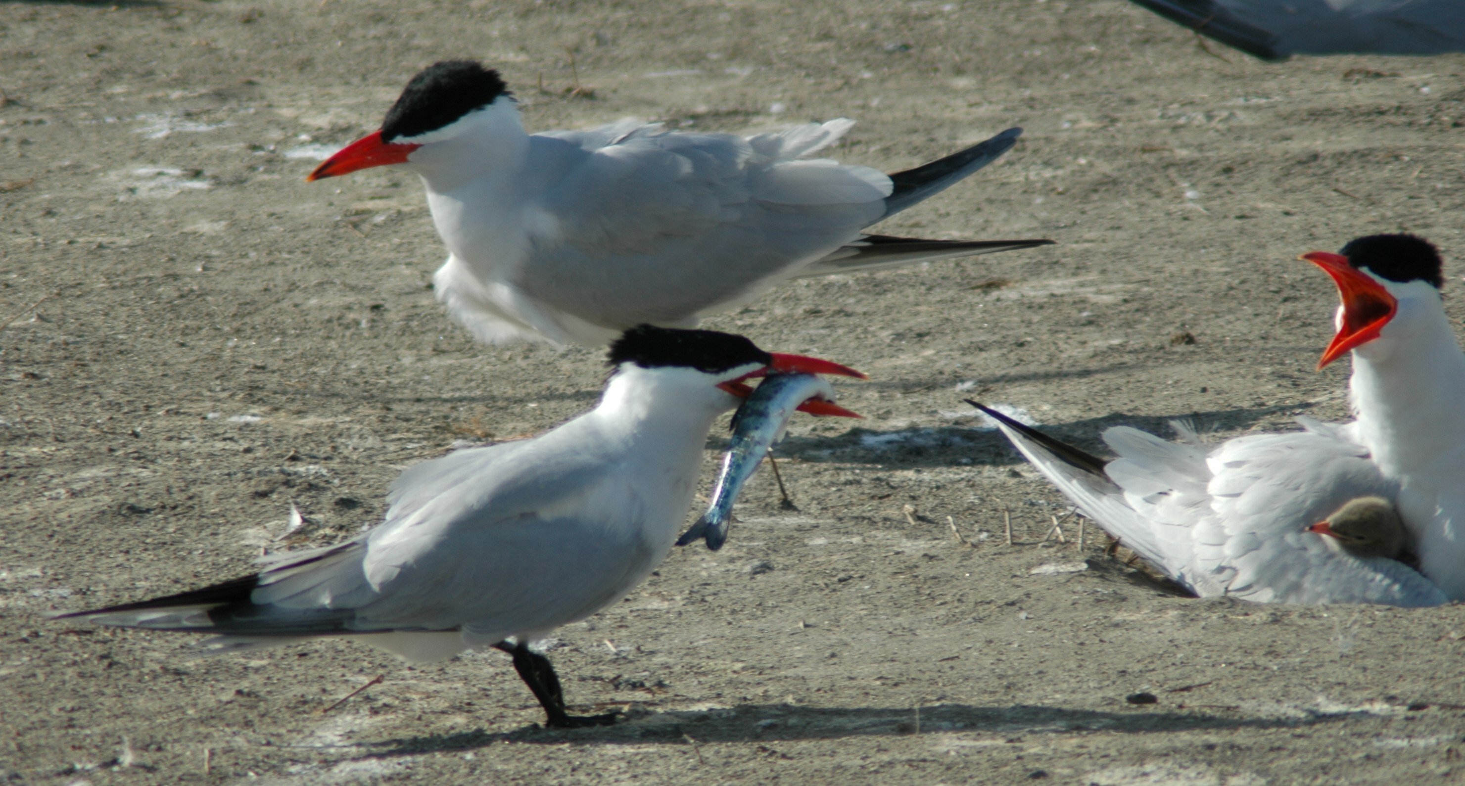 tern with chinook_caspian tern_flickr_crop