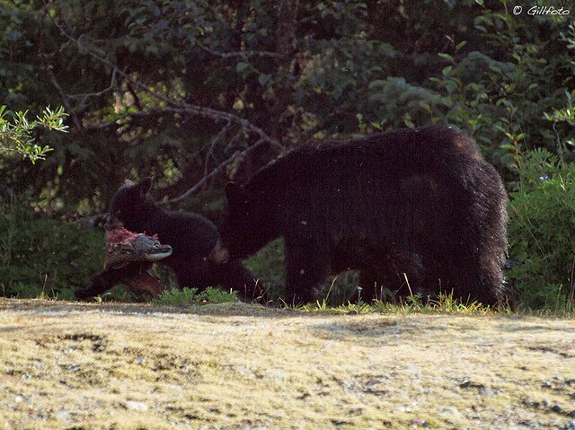 sockeye and bear cub_Flickr_gillfoto