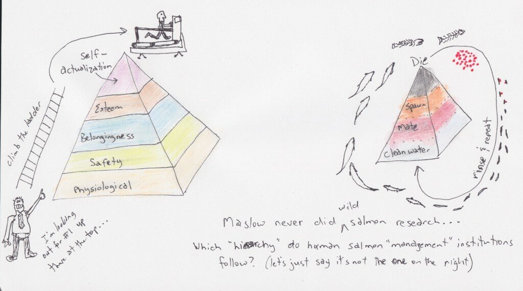 Maslow's salmon